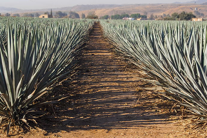 Proyectos Poblanos Atraen la Atención de Inversionistas de Estados Unidos, Destacando el Agave Mezcalero