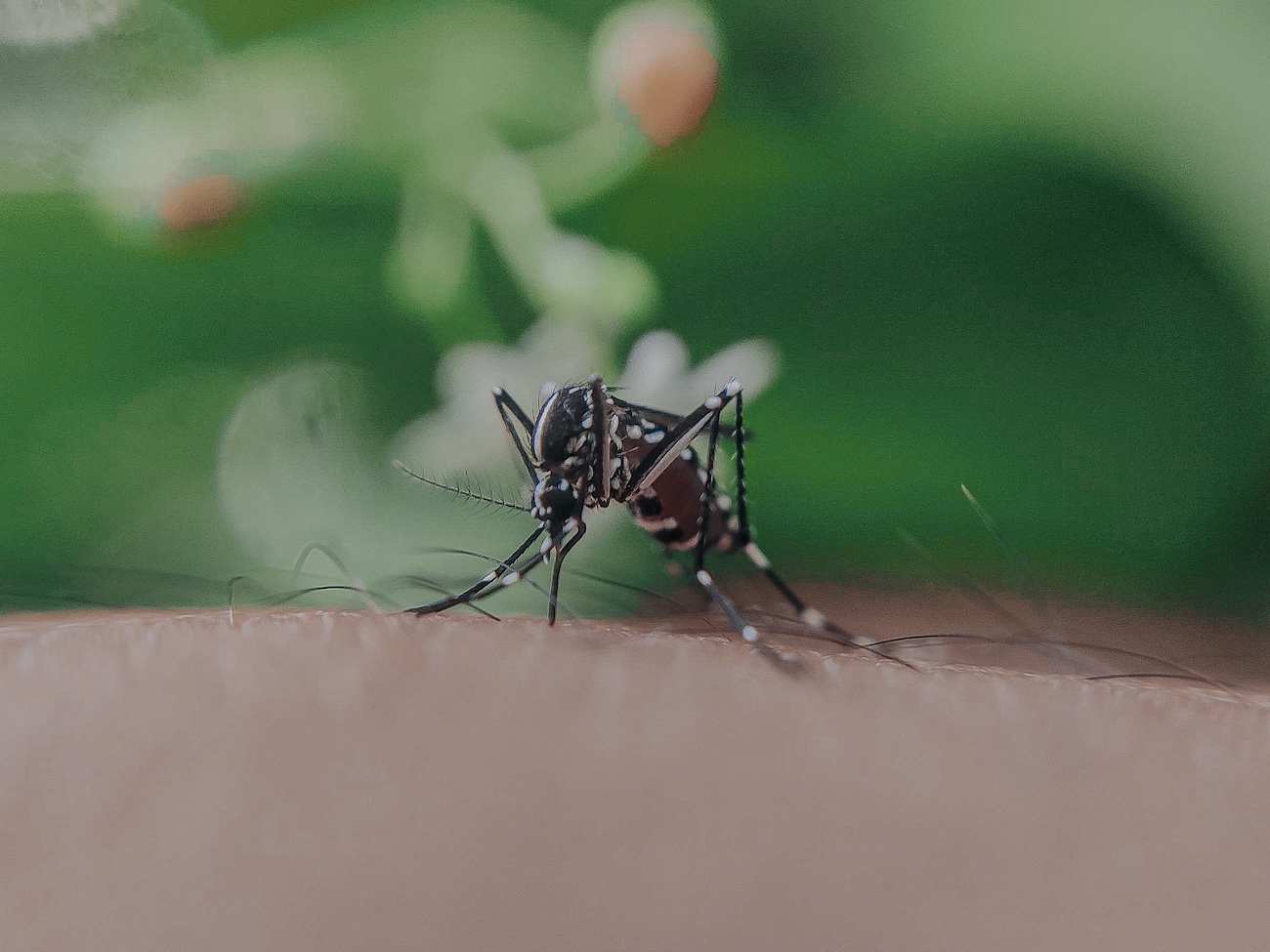 En últimas 24 horas, Puebla reporta 20 casos de dengue