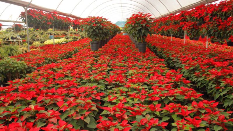 Promueve gobierno de Puebla la venta de flor de nochebuena