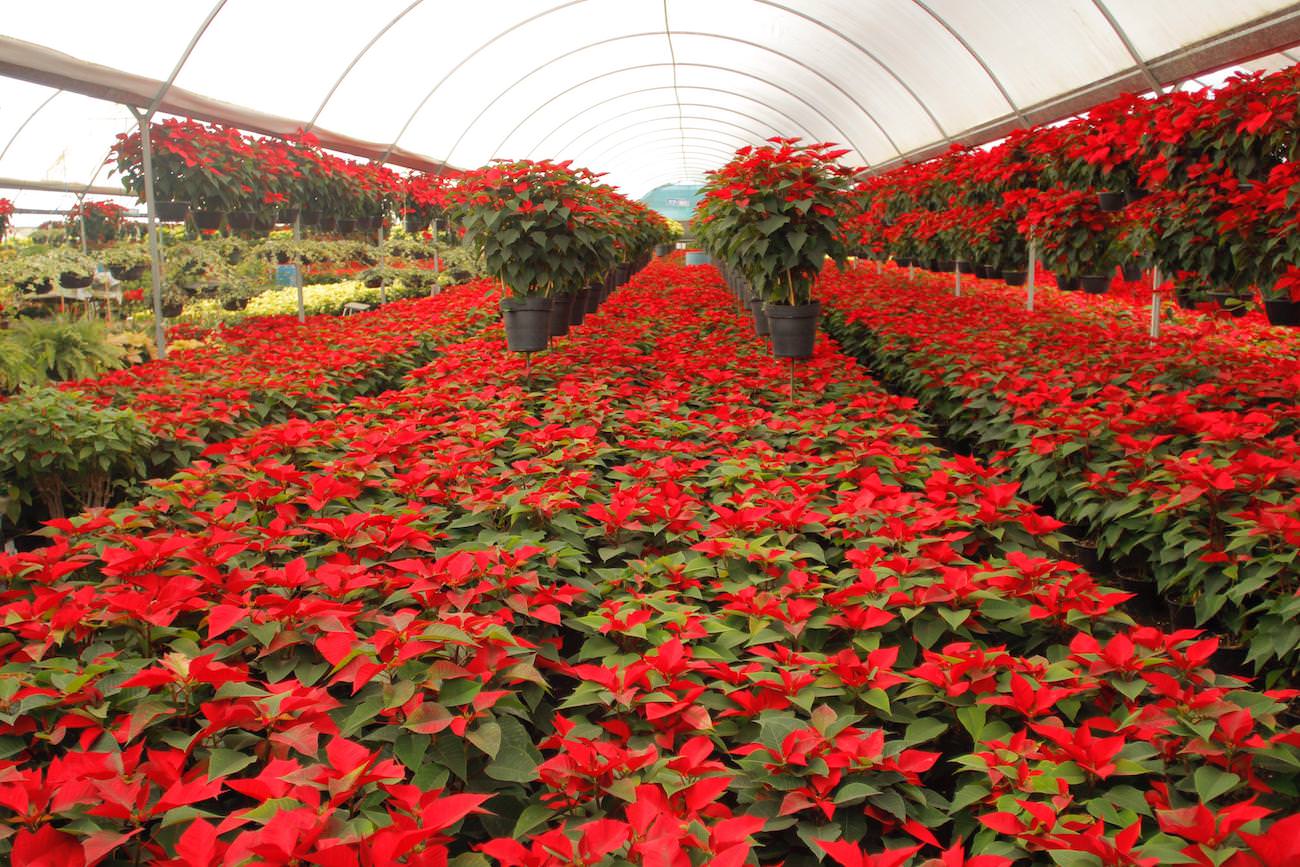 Promueve gobierno de Puebla la venta de flor de nochebuena