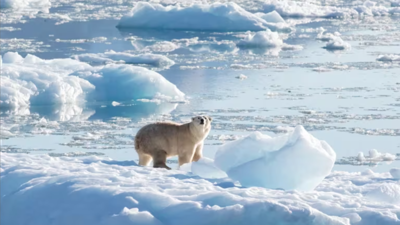 Dramático deshielo en Groenlandia: glaciares se derriten cinco veces más rápido