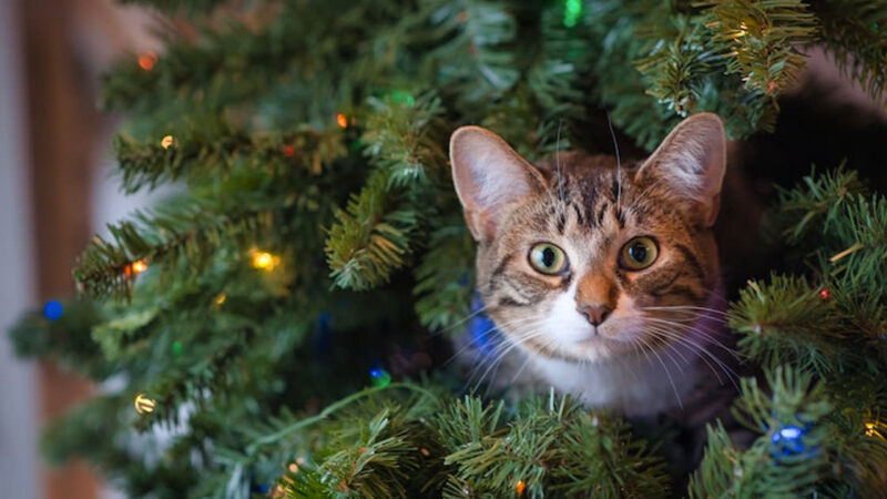 ¿Cuándo quitar el Árbol de Navidad?: Fecha, significado y consejos