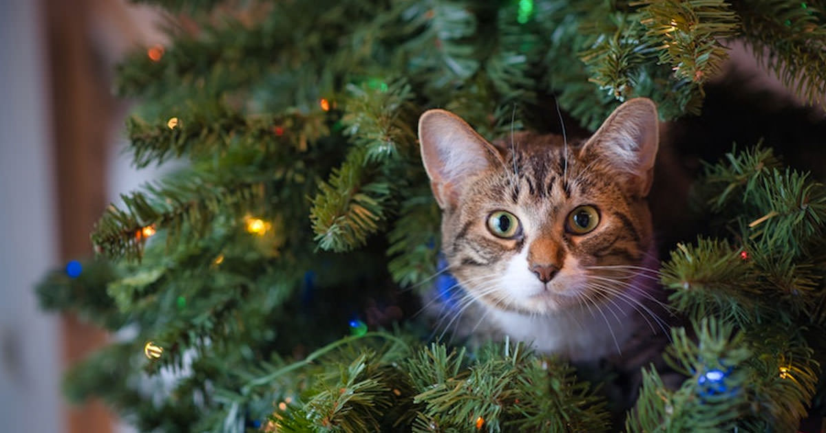 ¿Cuándo quitar el Árbol de Navidad?: Fecha, significado y consejos