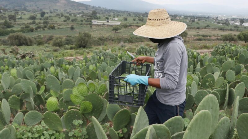 Reconoce gobierno de Puebla nuevas prácticas sostenibles agropecuarias