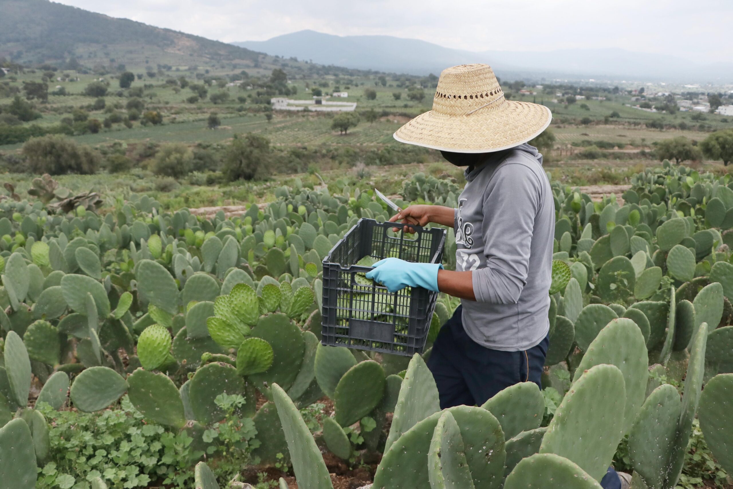 Reconoce gobierno de Puebla nuevas prácticas sostenibles agropecuarias