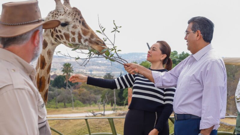 Africam Safari en Puebla celebra la llegada triunfal de la Jirafa ‘Benito’