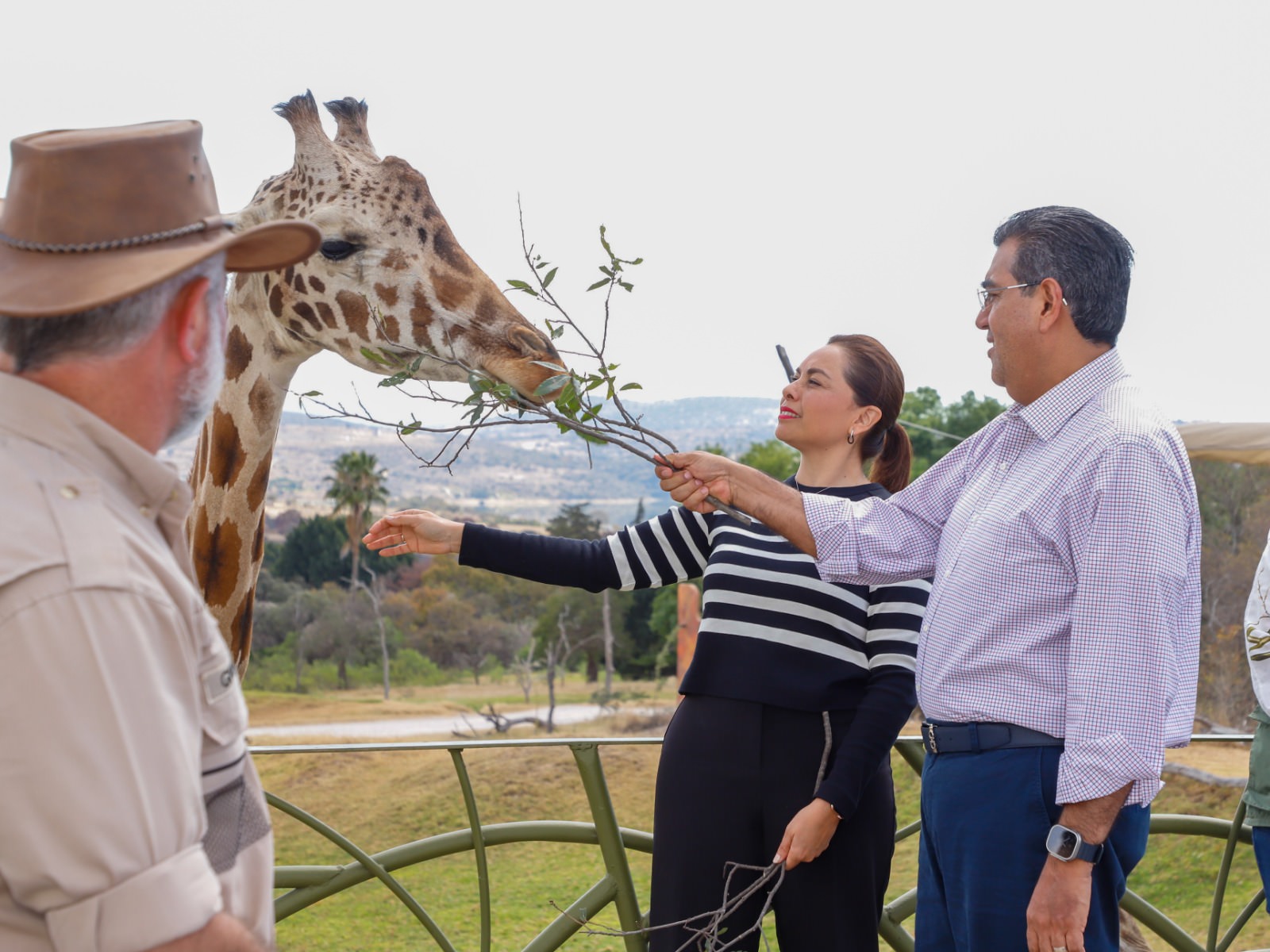 Africam Safari en Puebla celebra la llegada triunfal de la Jirafa ‘Benito’
