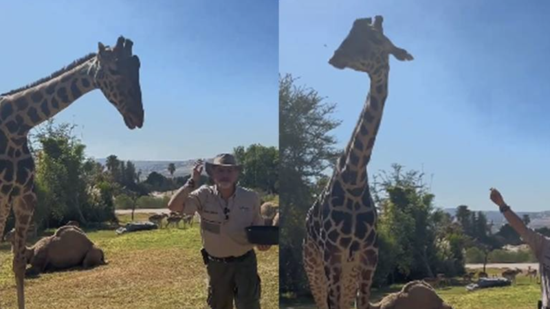 Benito, la Jirafa viajera, encuentra alegría en su nuevo hogar Africam Safari Puebla