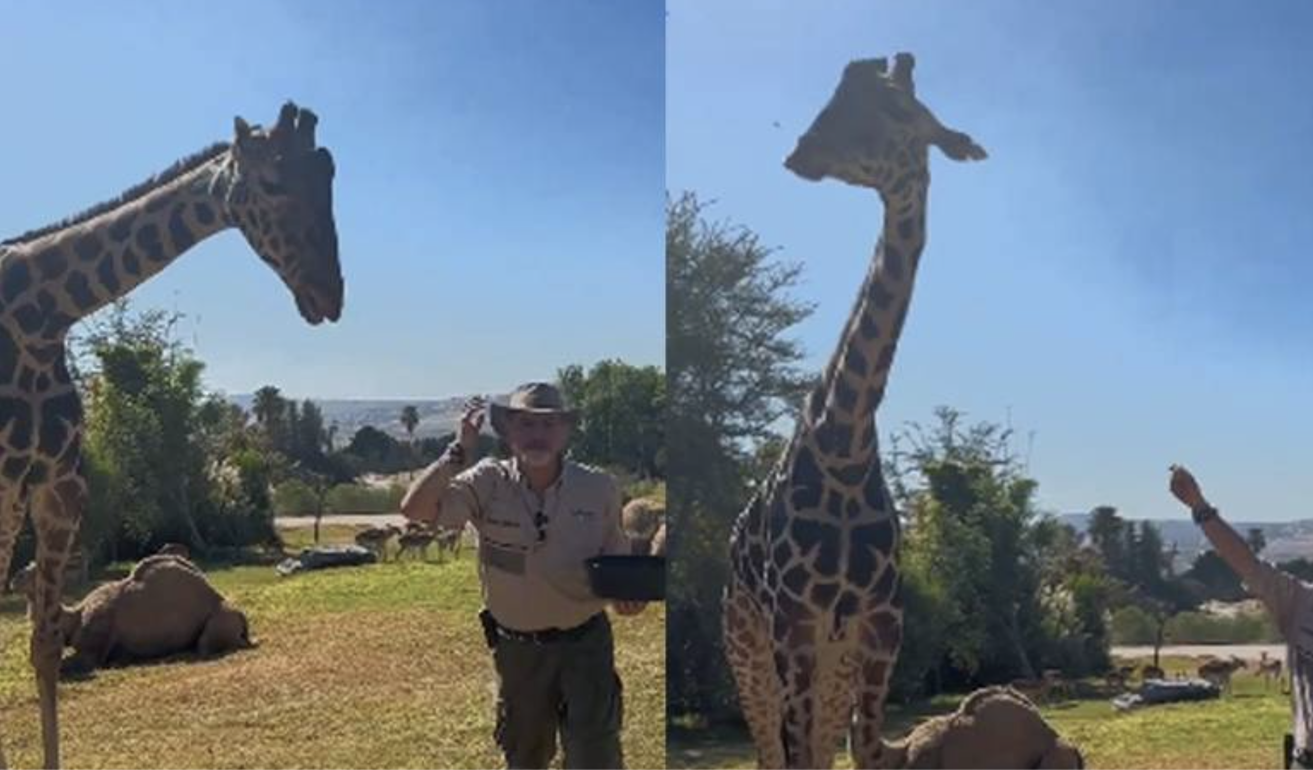 Benito, la Jirafa viajera, encuentra alegría en su nuevo hogar Africam Safari Puebla
