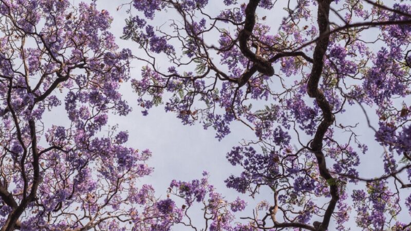 La ciudad de Puebla se viste de morado: Los mejores lugares para capturar la belleza de las jacarandas