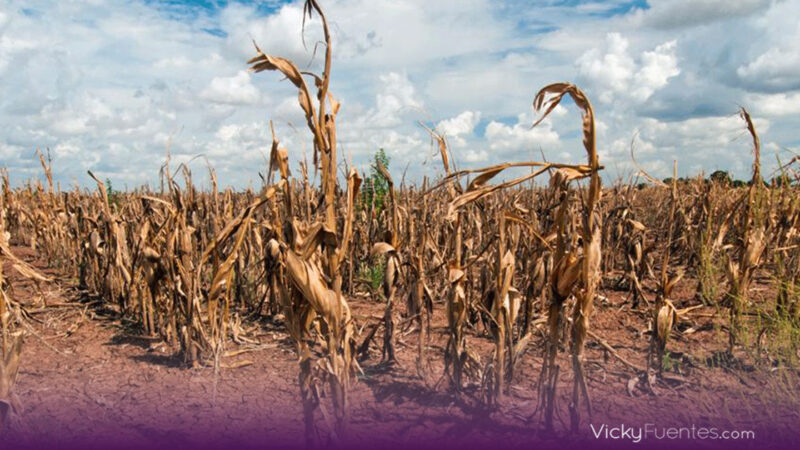 Impacto de la sequía en la producción agropecuaria en México en 2024