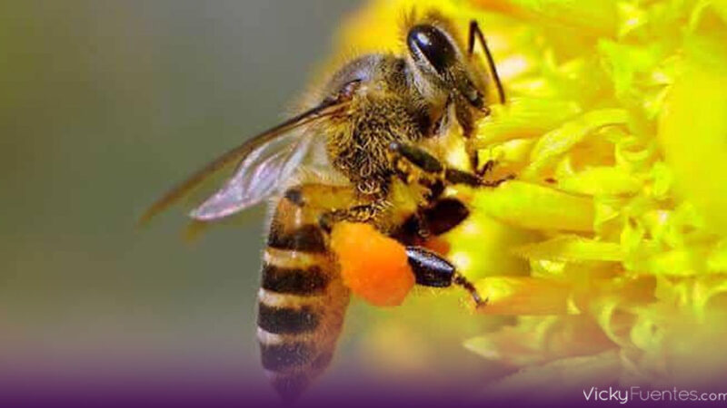 Olas de calor afectan la capacidad de las abejas para detectar flores