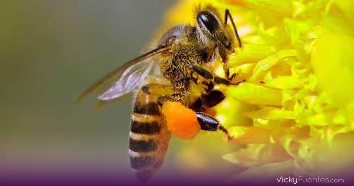 Olas de calor afectan la capacidad de las abejas para detectar flores